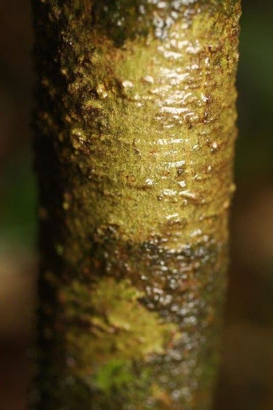 Palicourea 14