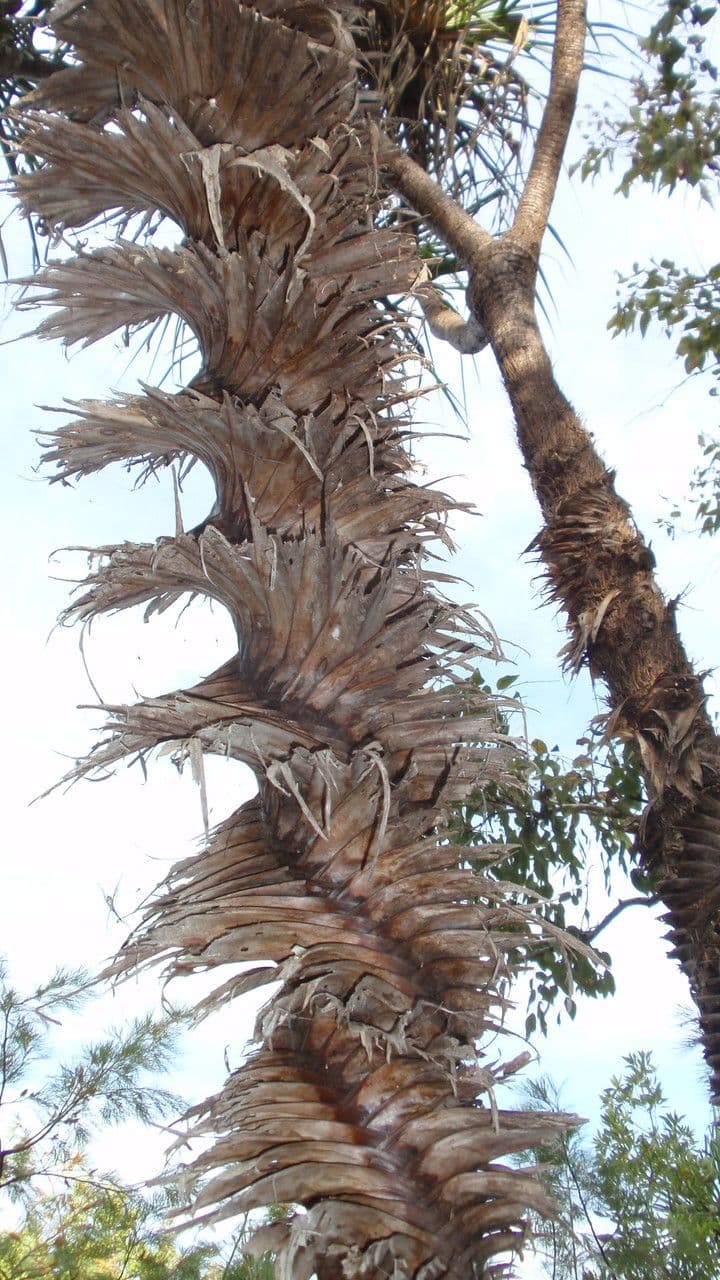 Schraubenbaum 11