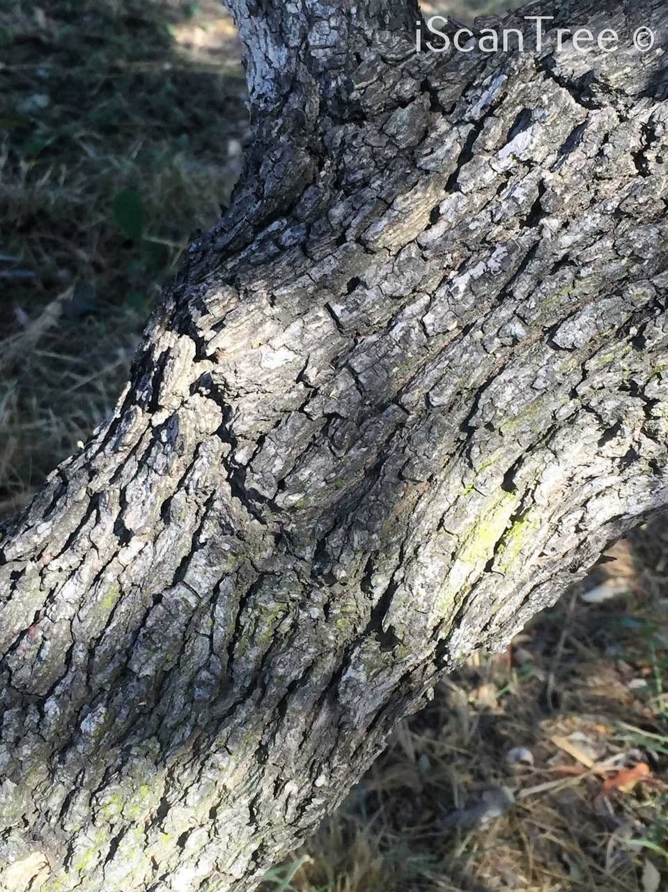 Gymnosporia 22
