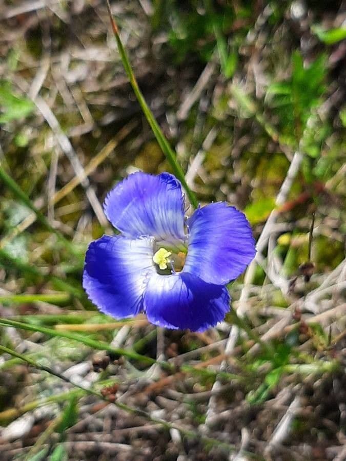 Genzianella virgata 5