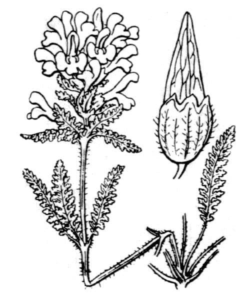 Pedicolare verticillata 27