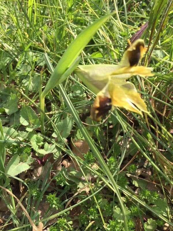 Iris tuberoso 16