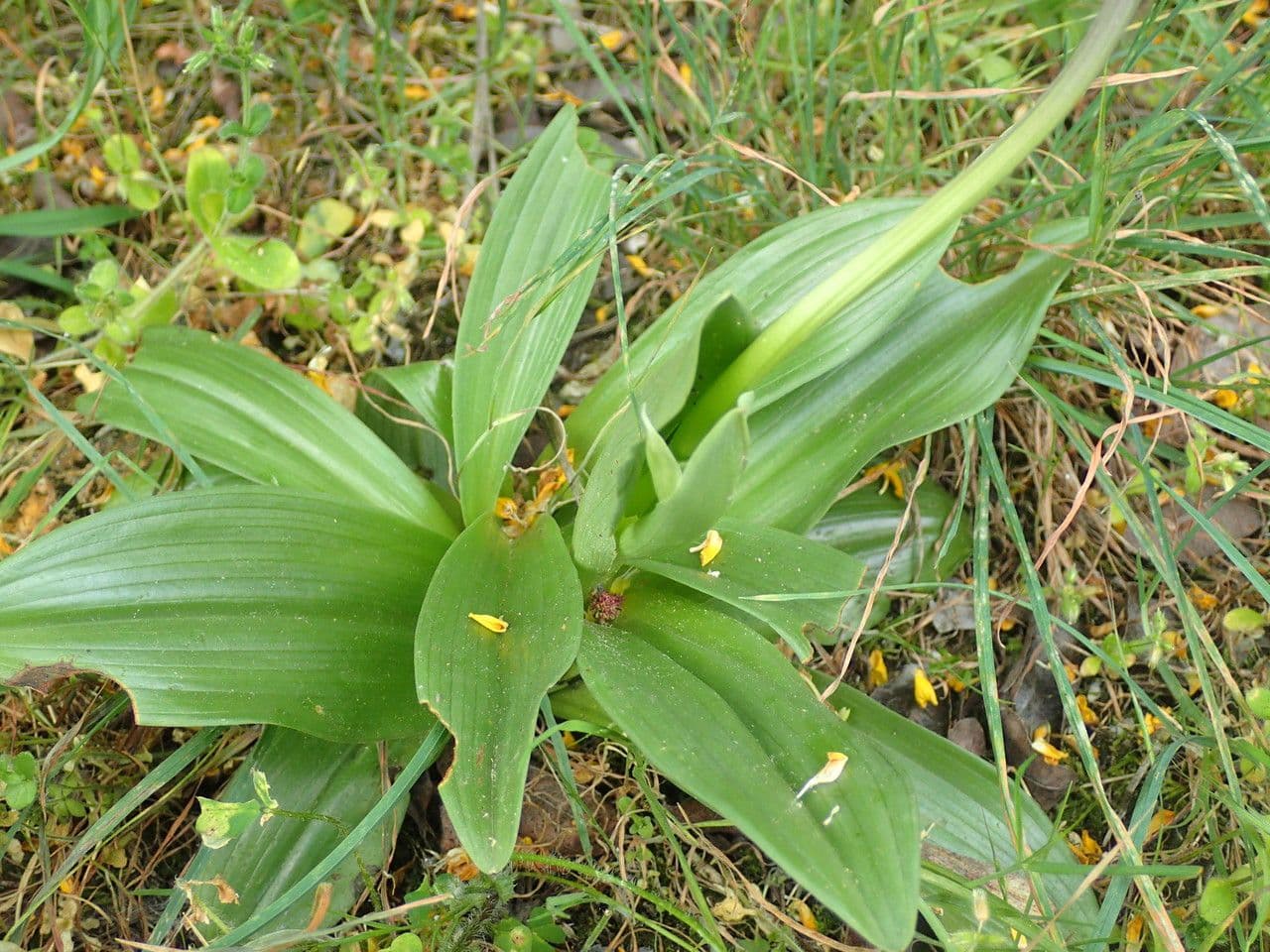 Orchide scimmia 14