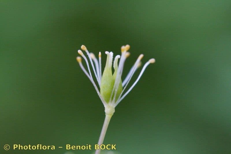 Glockenblume 3