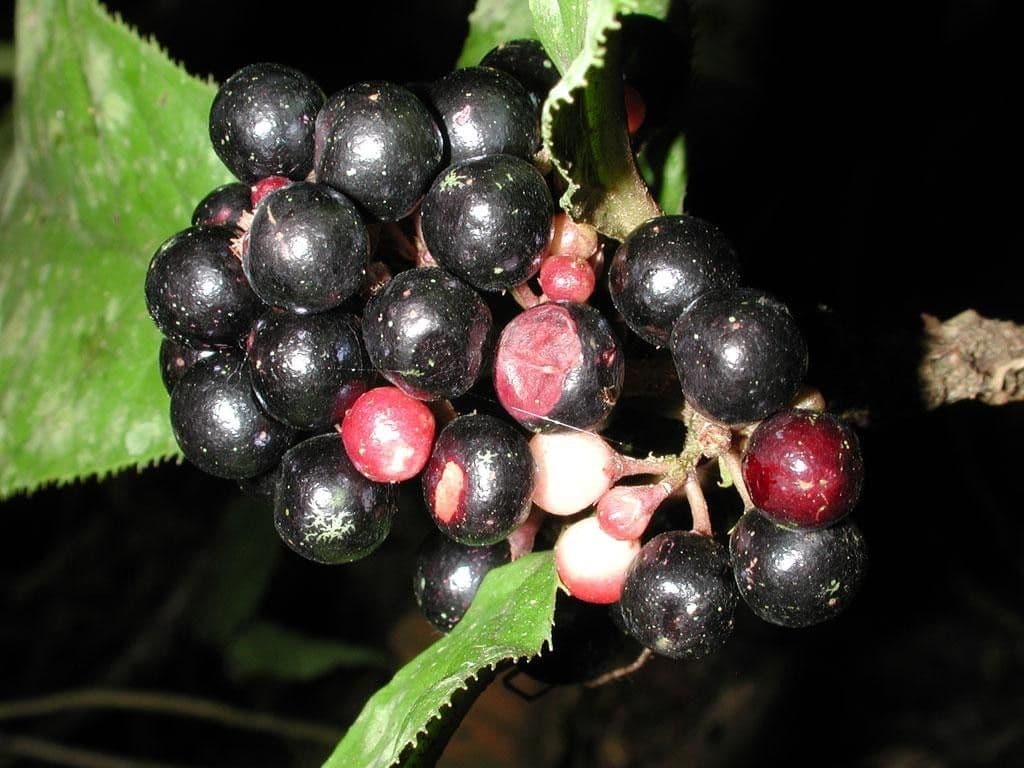 Ardisie