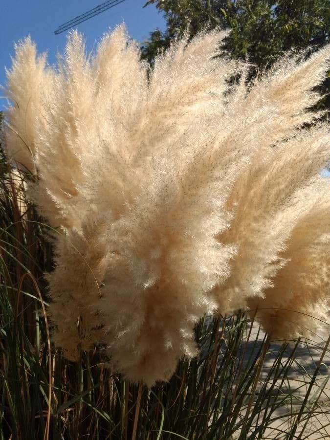 Erba delle pampas 29