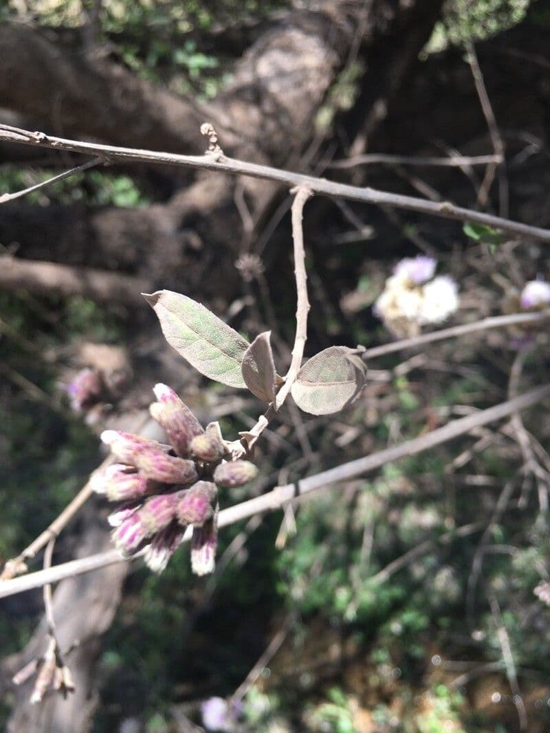 Tessaria 13