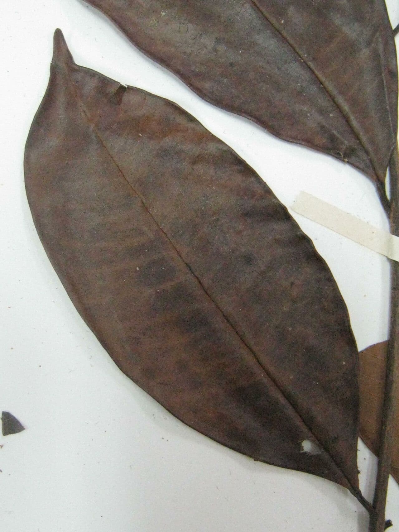 Eugenia 2