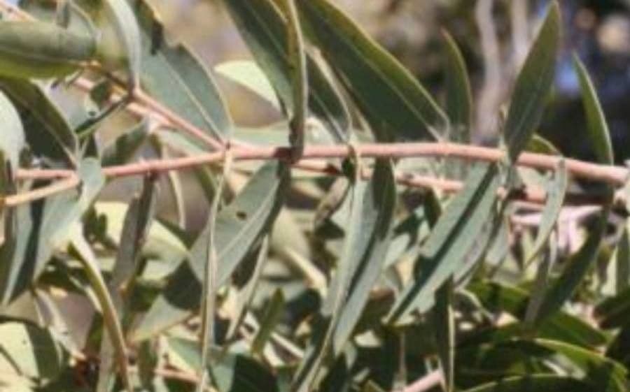 Angophora