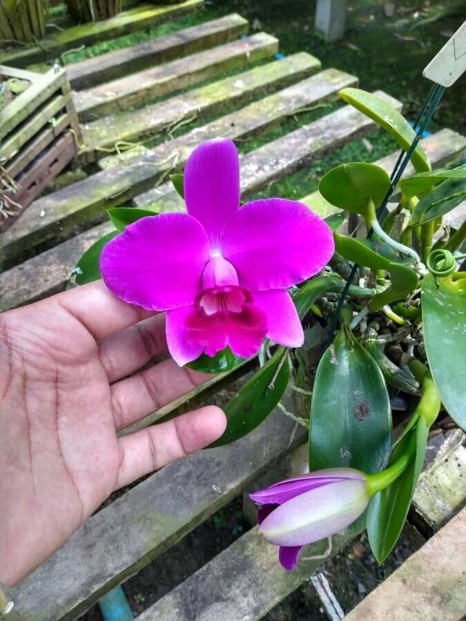 Dwarf Cattleya