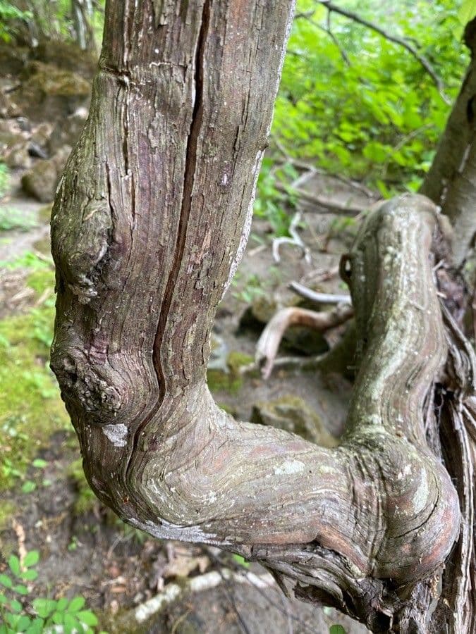 Großblättrige Osterluzei 24