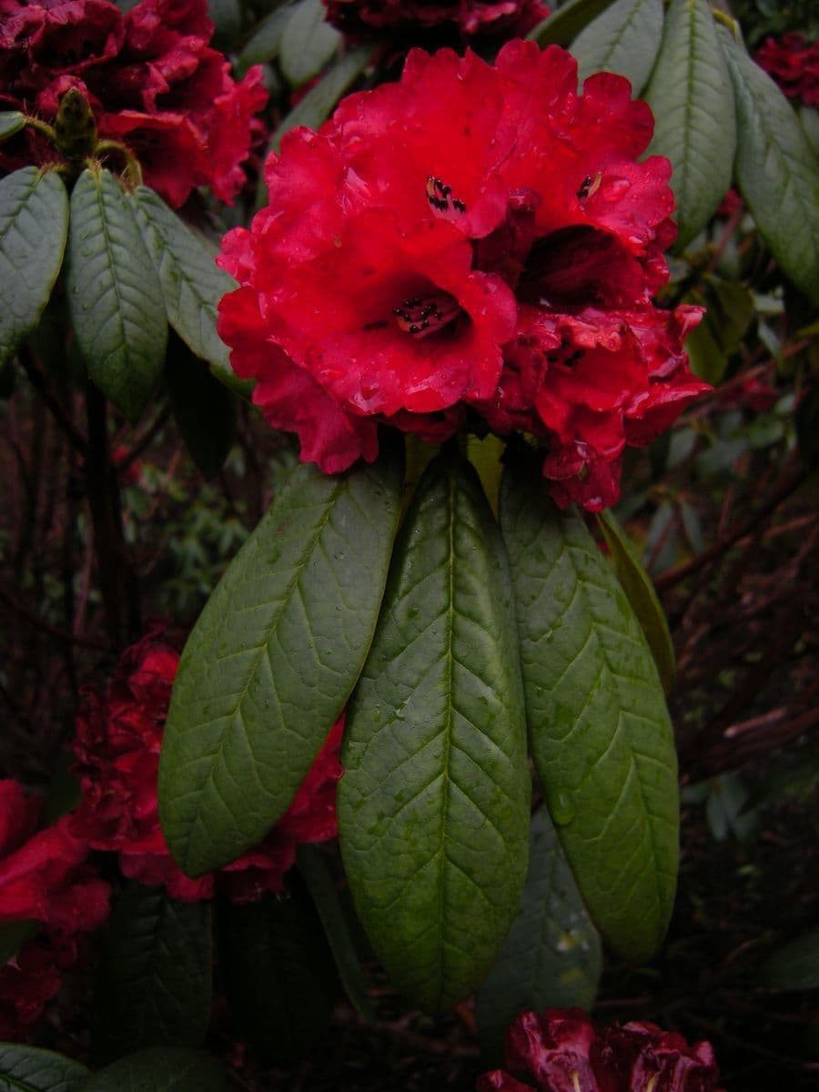 Rododendro 2