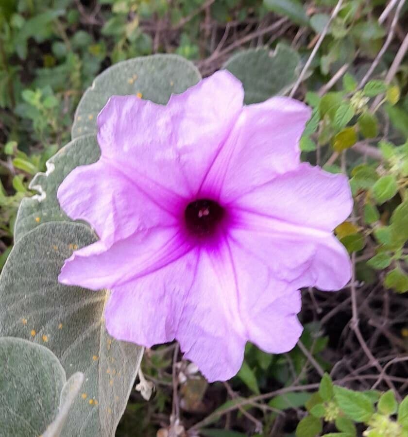 Ipomea