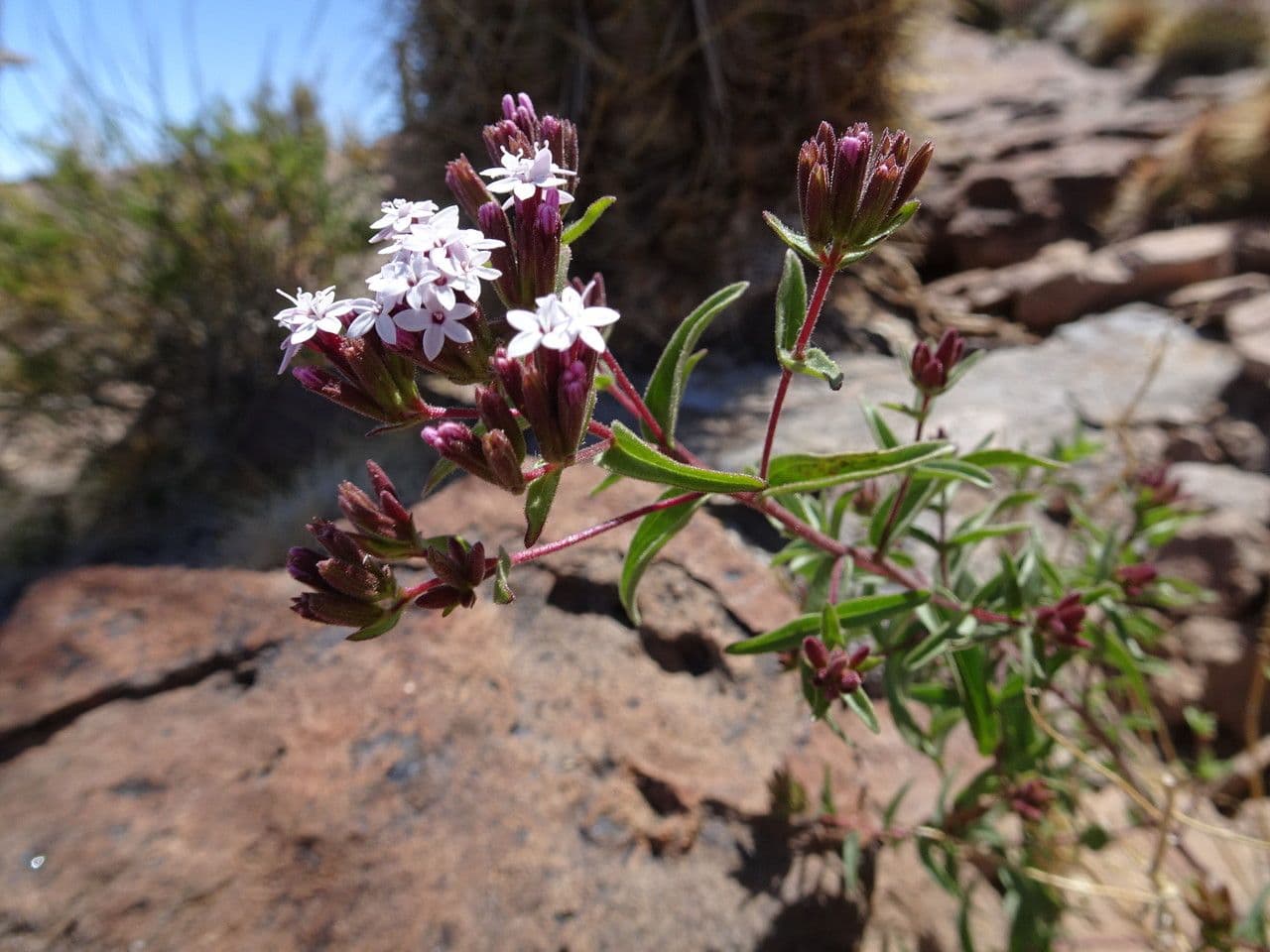 Stevia
