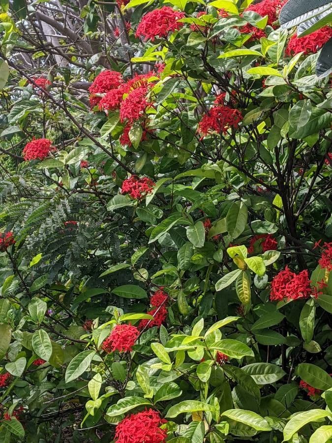 Ixora 13