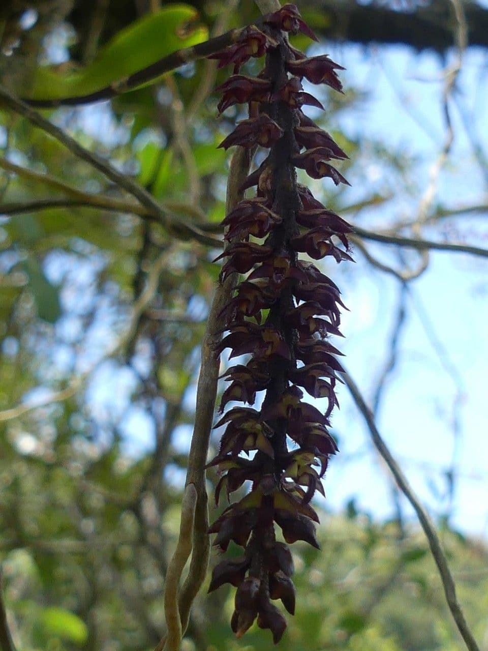 Bulbophyllum 4