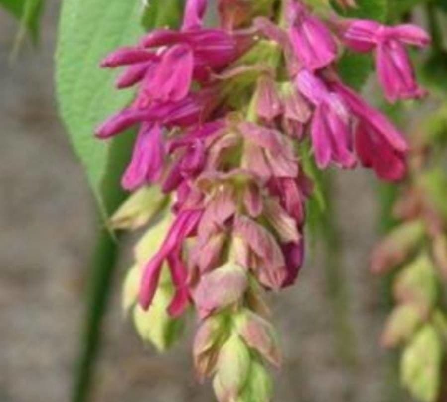 Salvia