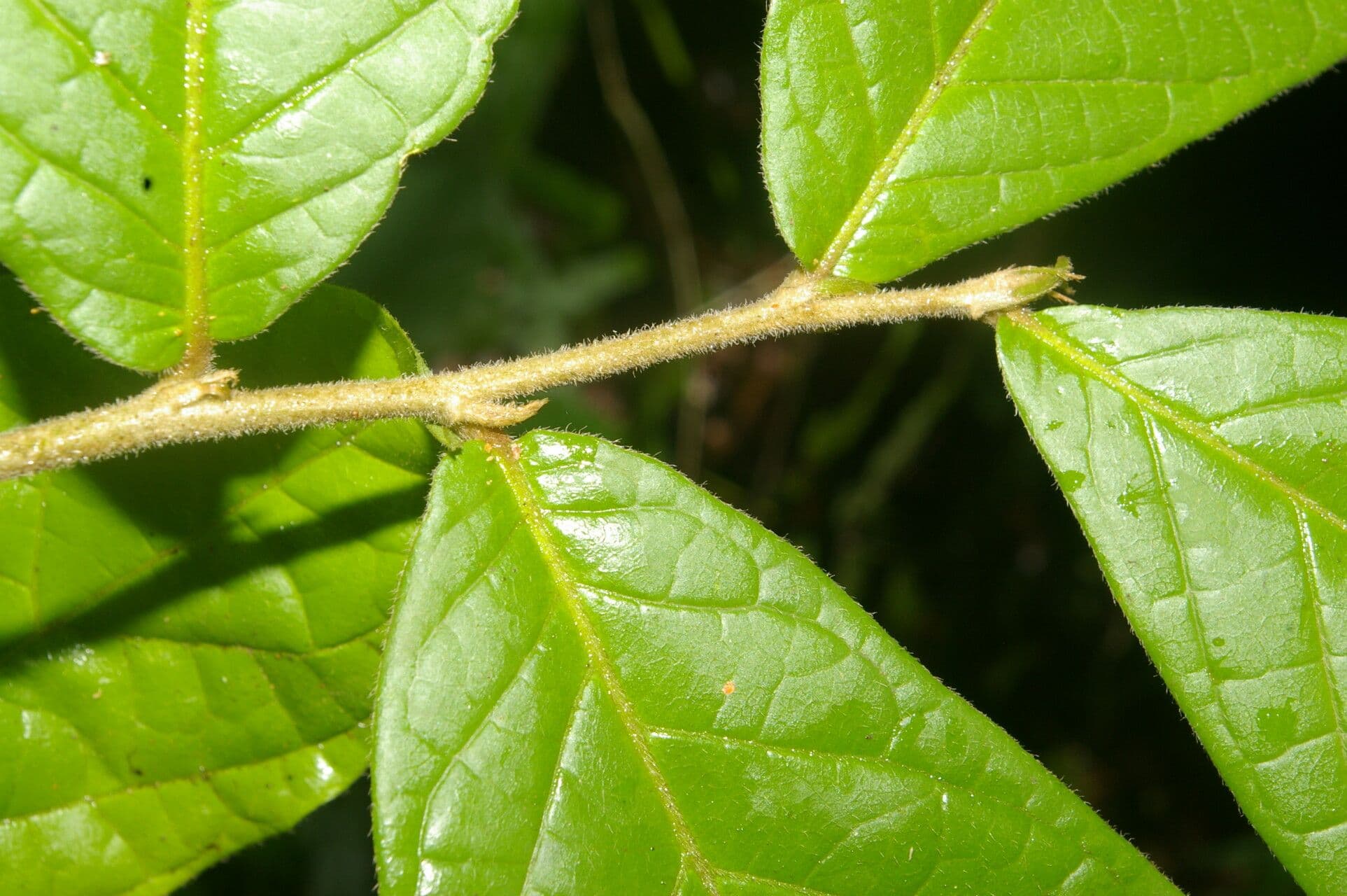 Dichapetalum 6