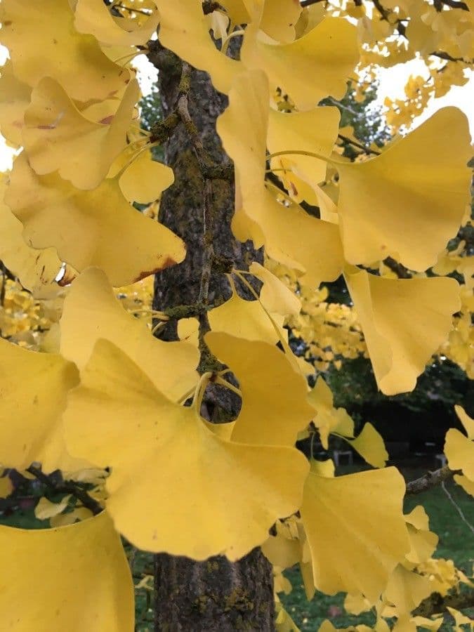 Ginkgo 18
