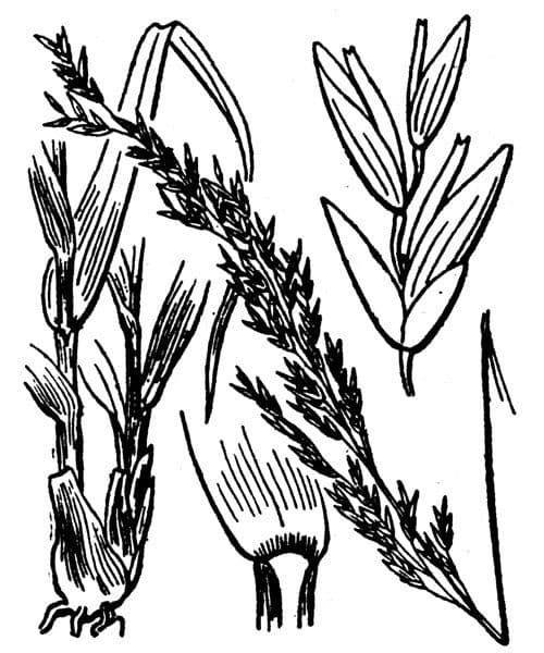 Molinia 26
