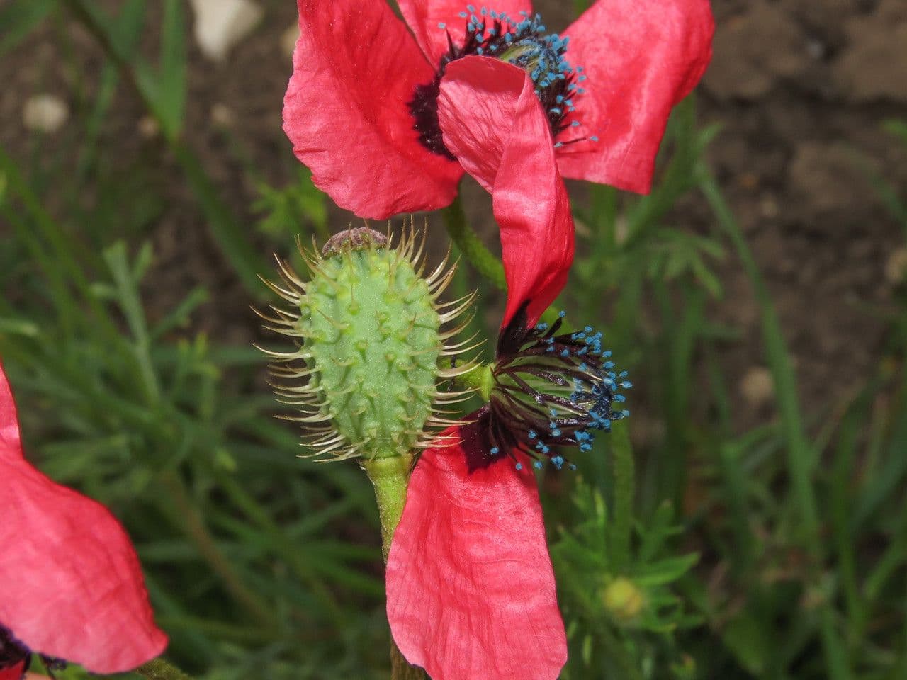 Bastard-Mohn 2