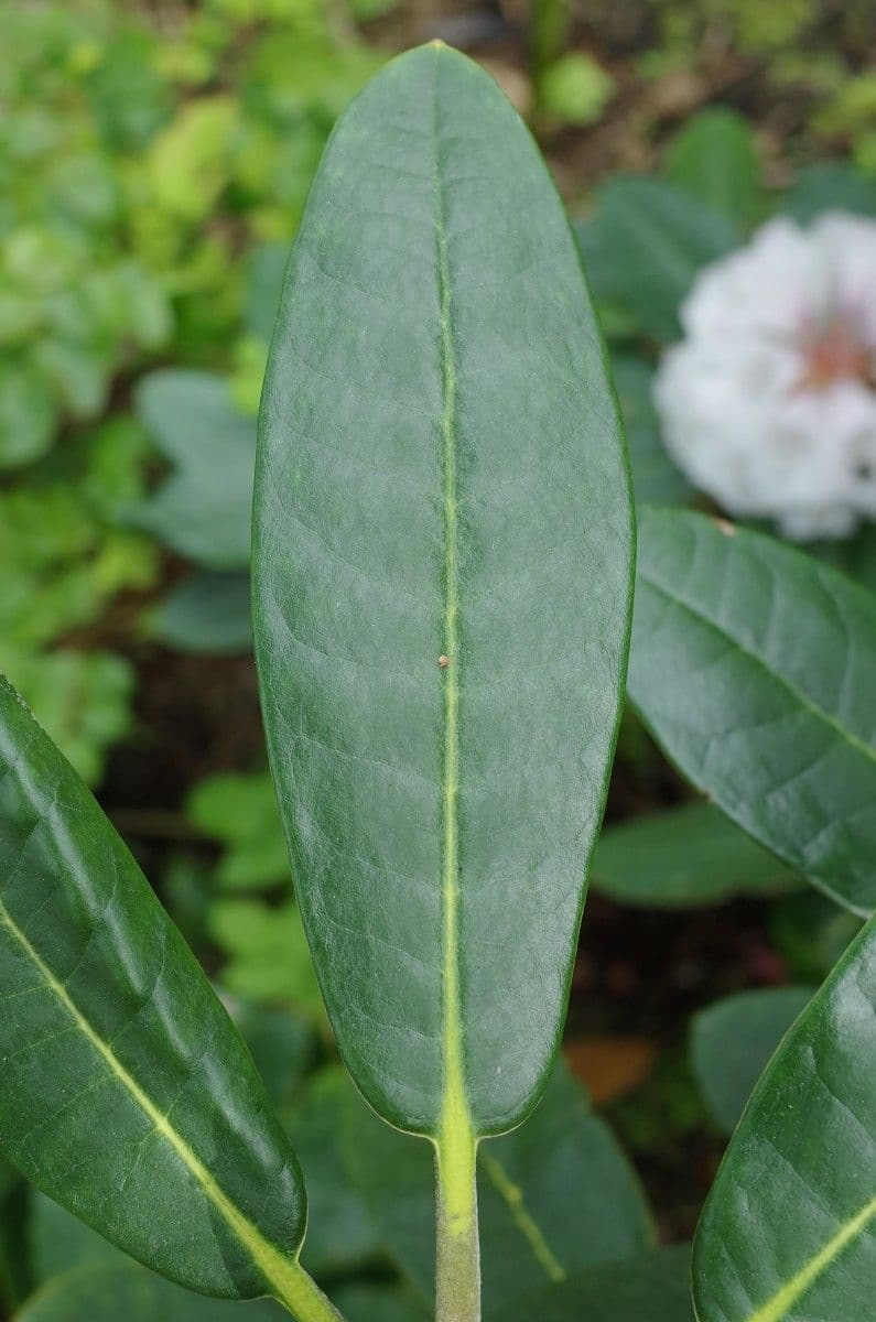 Rododendro 14