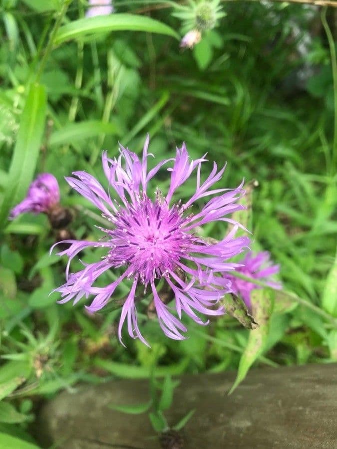 Centaurea nervée 11