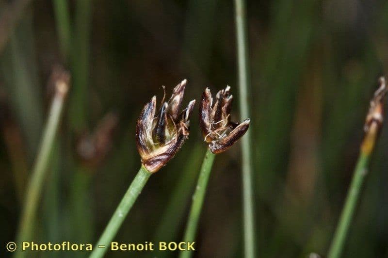 Giunco compressa 4