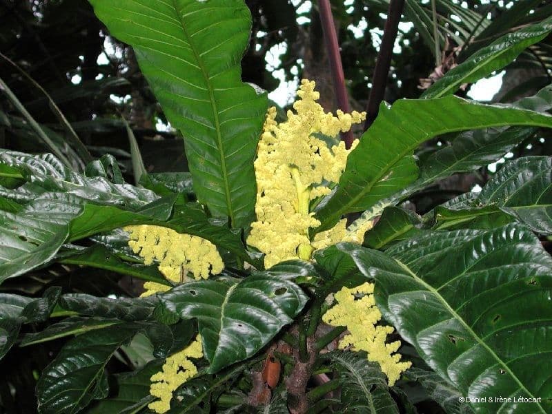 Meryta 5