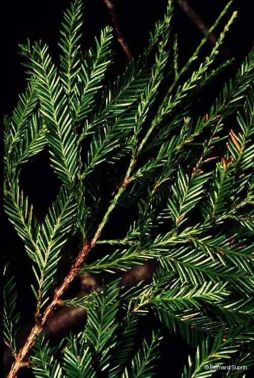 Dacrycarpus 6