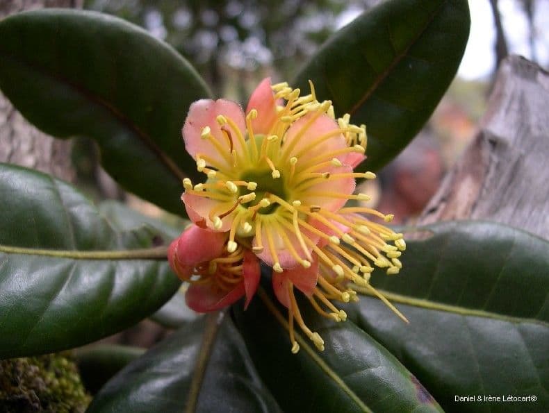 Xanthostemon 8