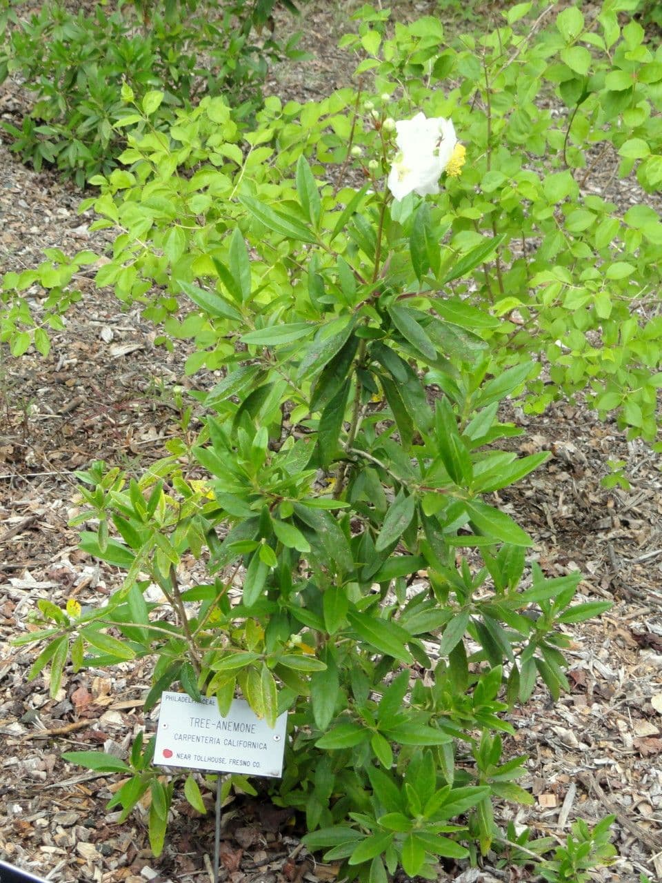 Baum-Anemone 9