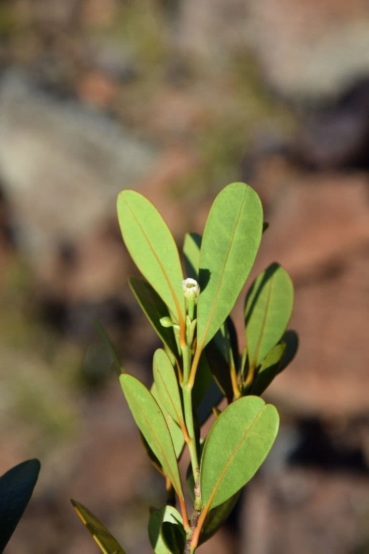 Baloghia 2