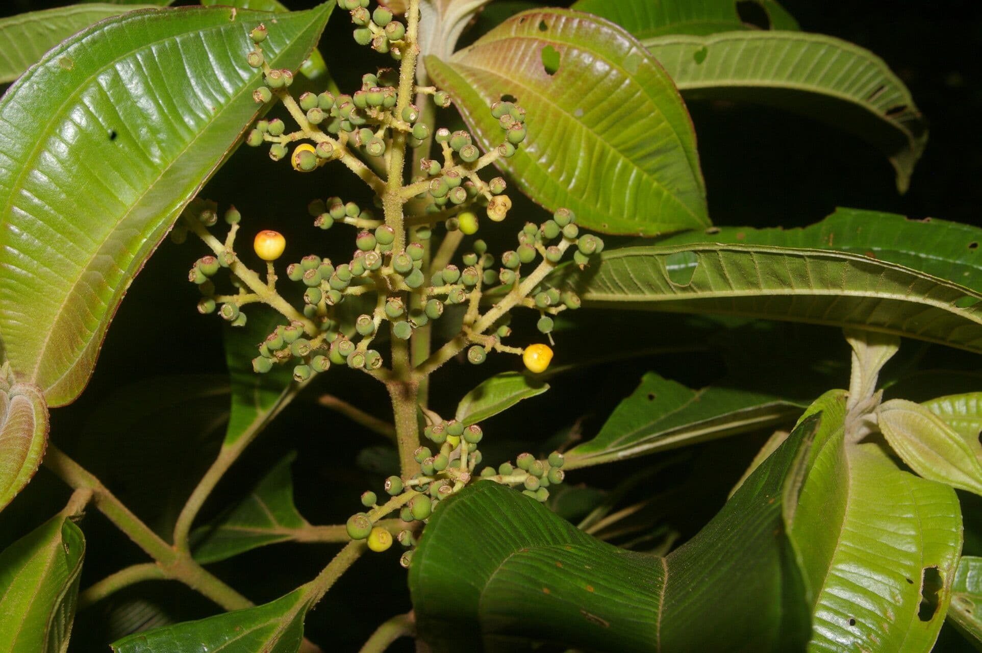 Miconia theizans 2