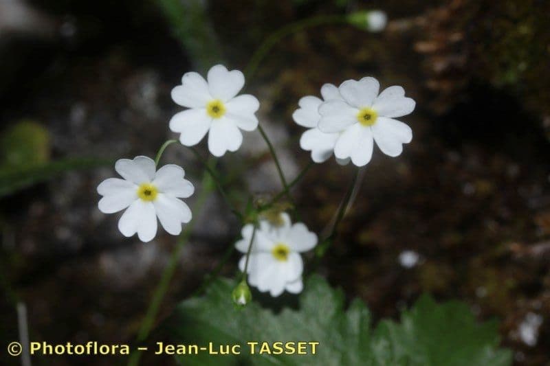 Androsace lattea