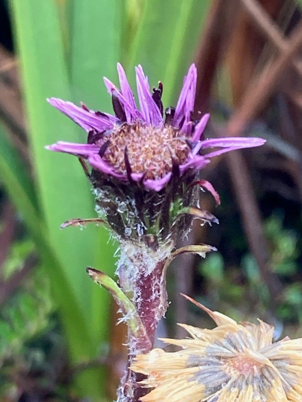 Andyjsky aster 4