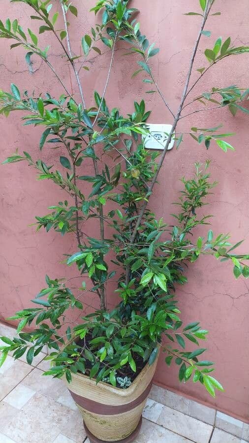 Eugenia 15