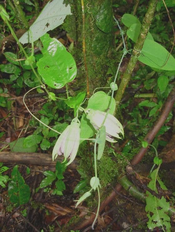 Passiflora 3