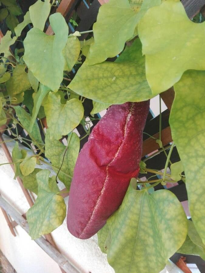 Fiore d'anatra 2