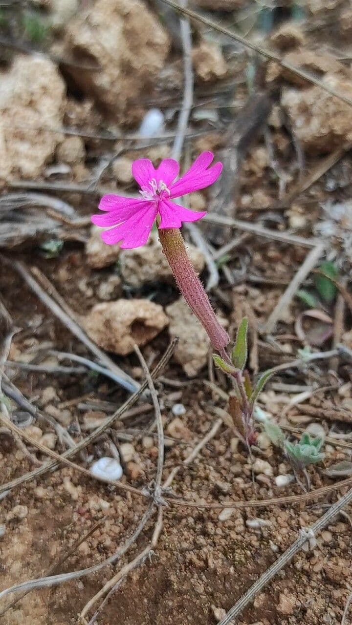 Silene 9