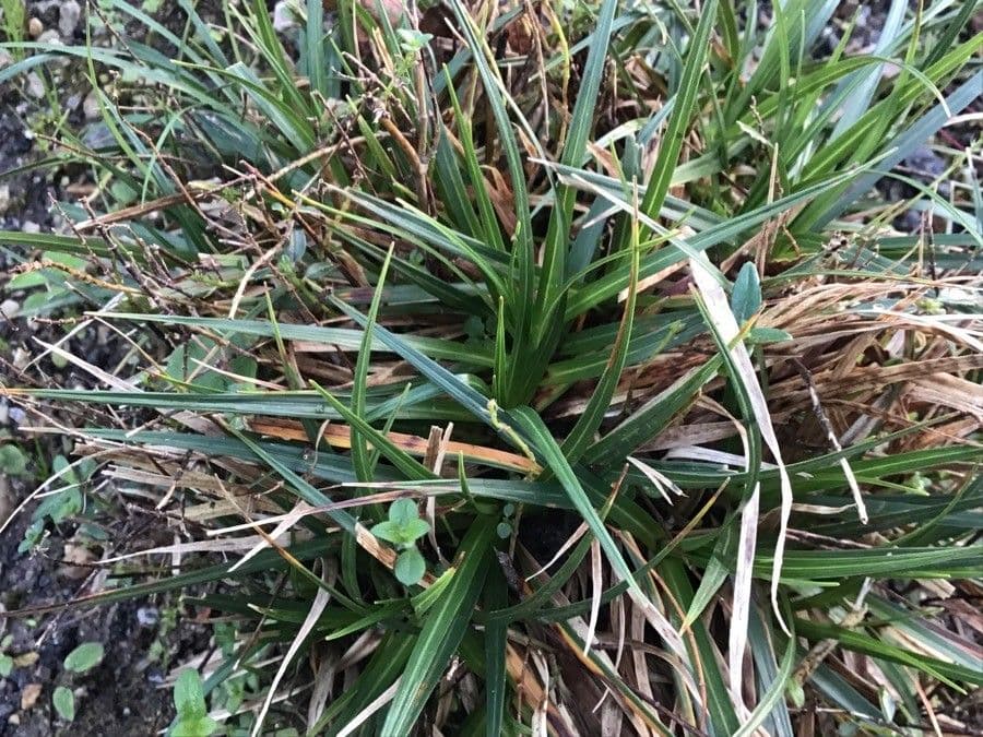 Festuca