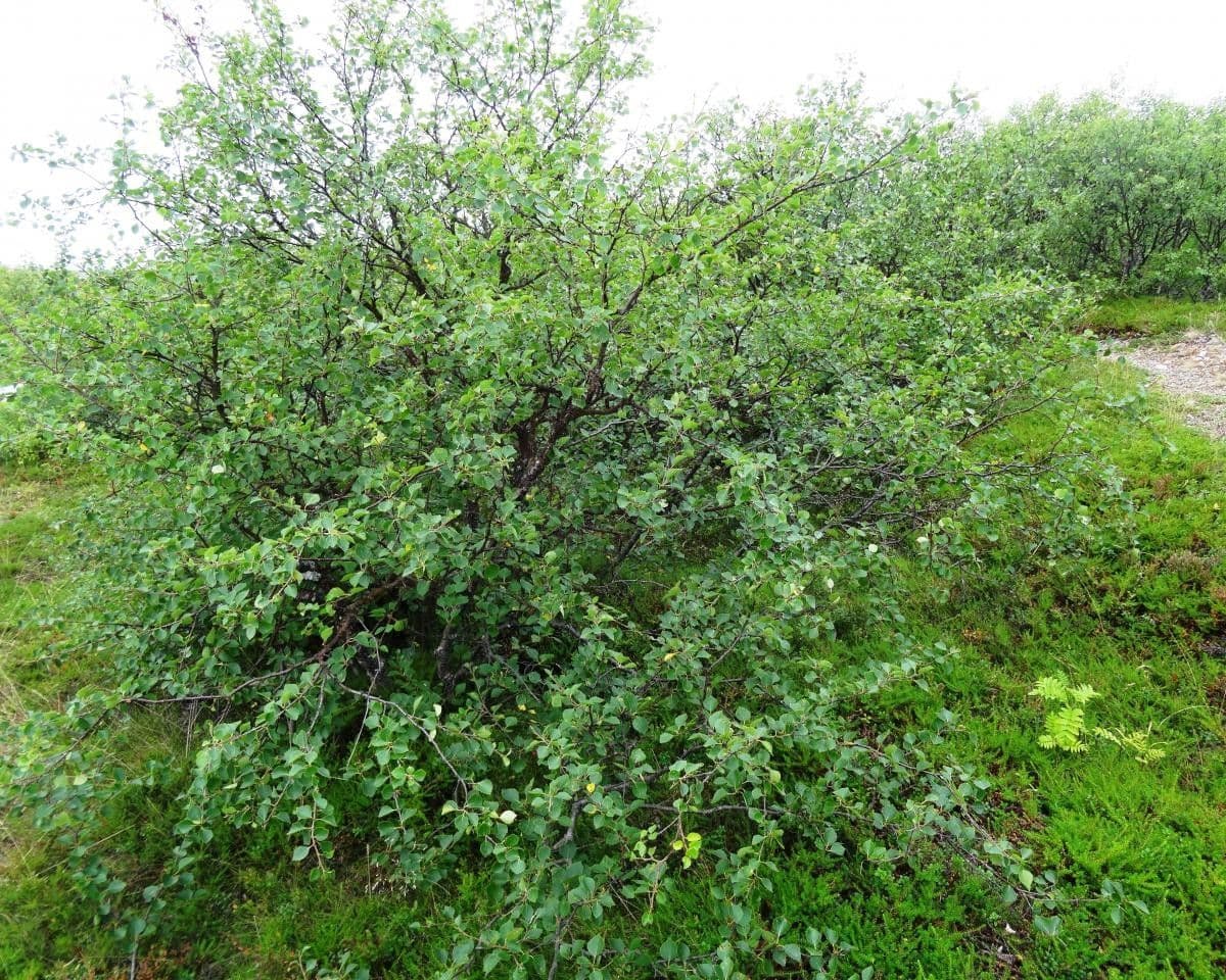 Betula humilis 8