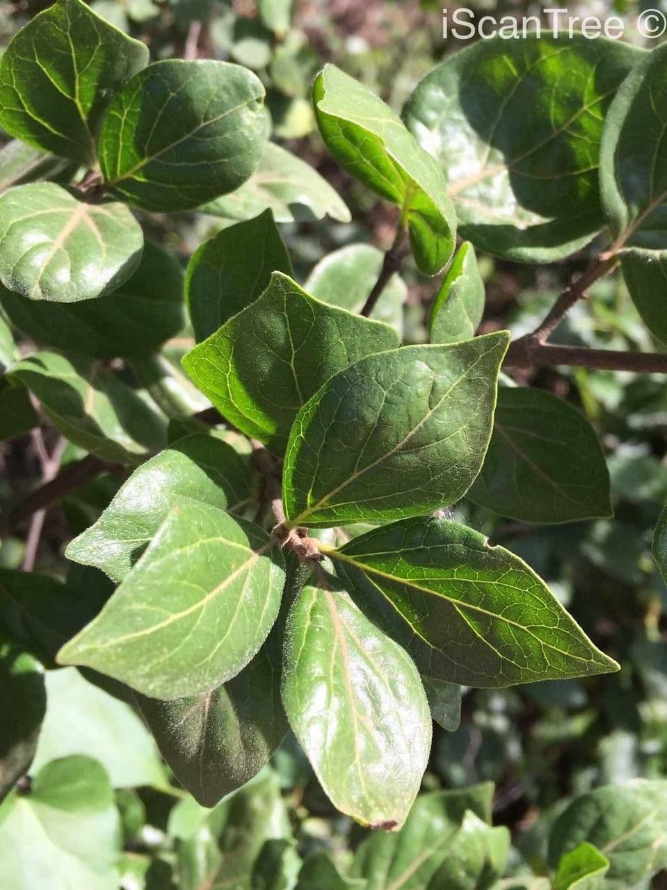 Afrocanthium gilfillanii 3