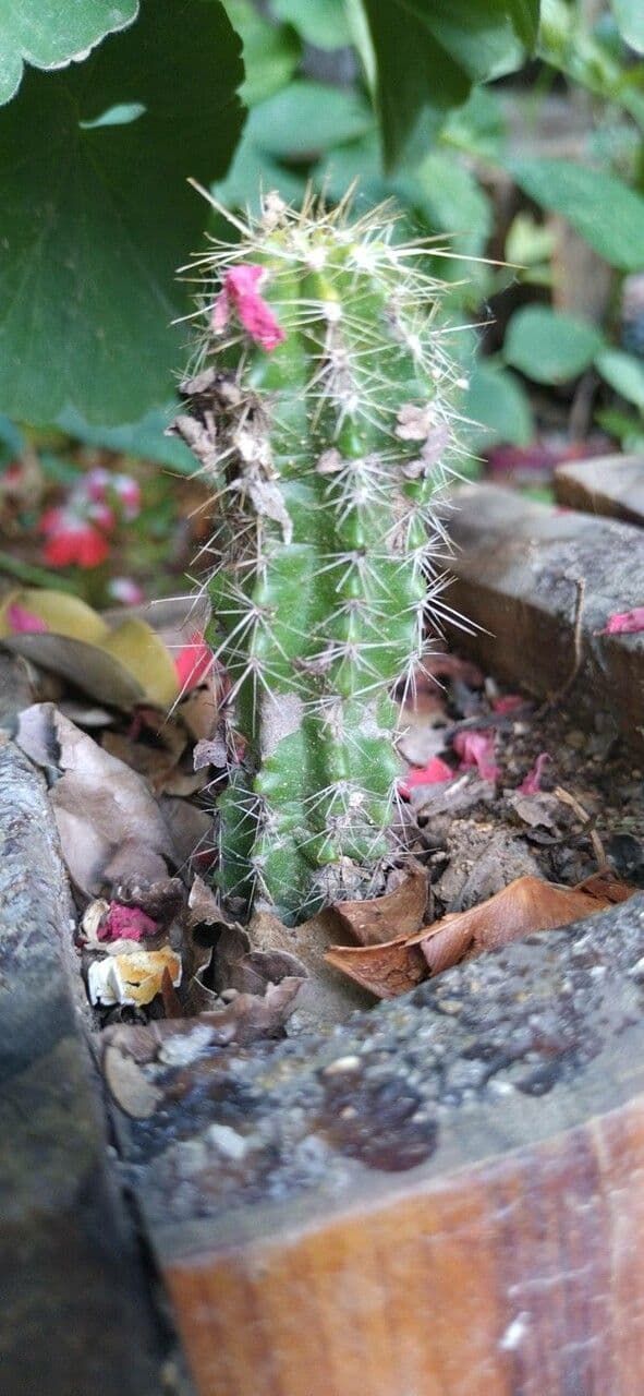 Echinocereus coccineus 19