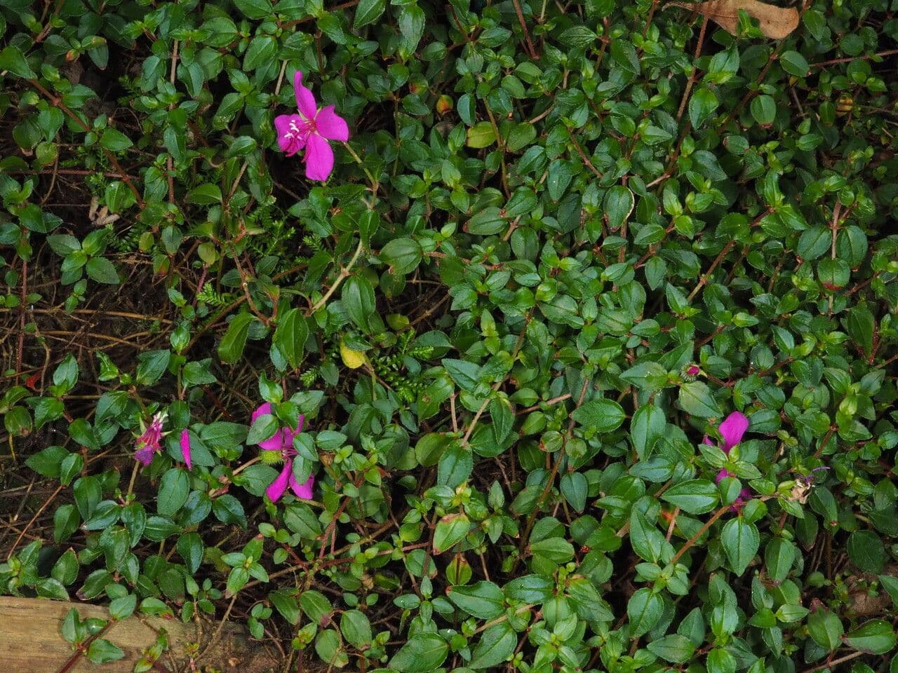 Centradenia 10