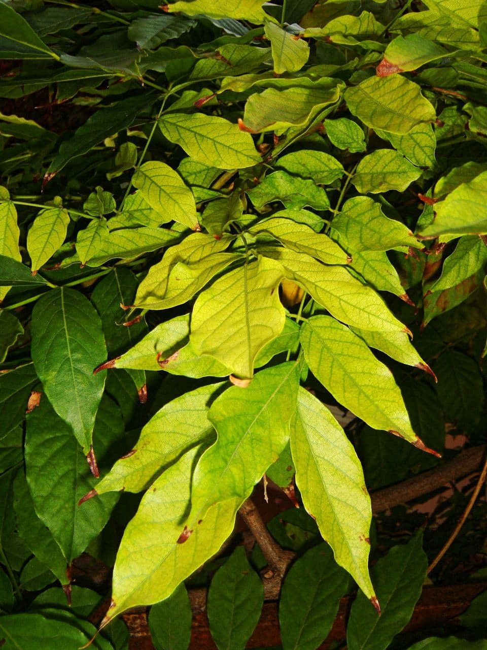 Glicine americano 20
