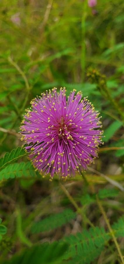 Mimosa quadrivalvis 4