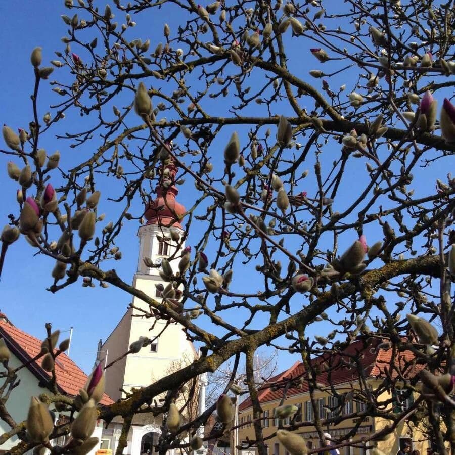 Magnolier 15