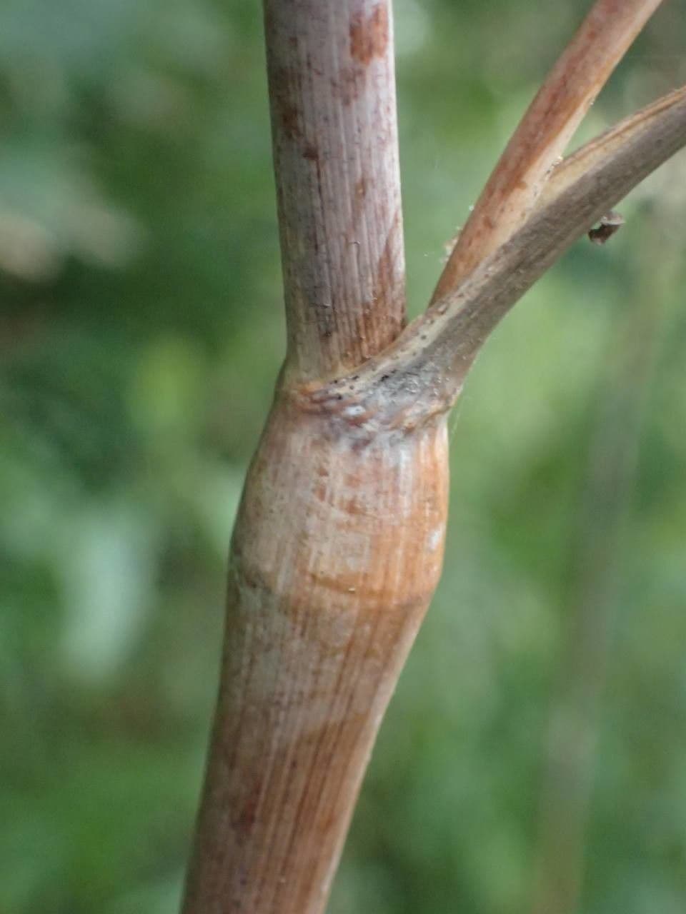 Kerbelrübe 23