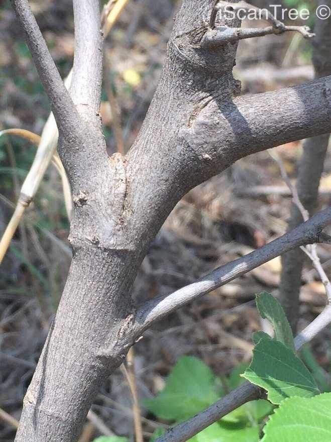 Grewia 20